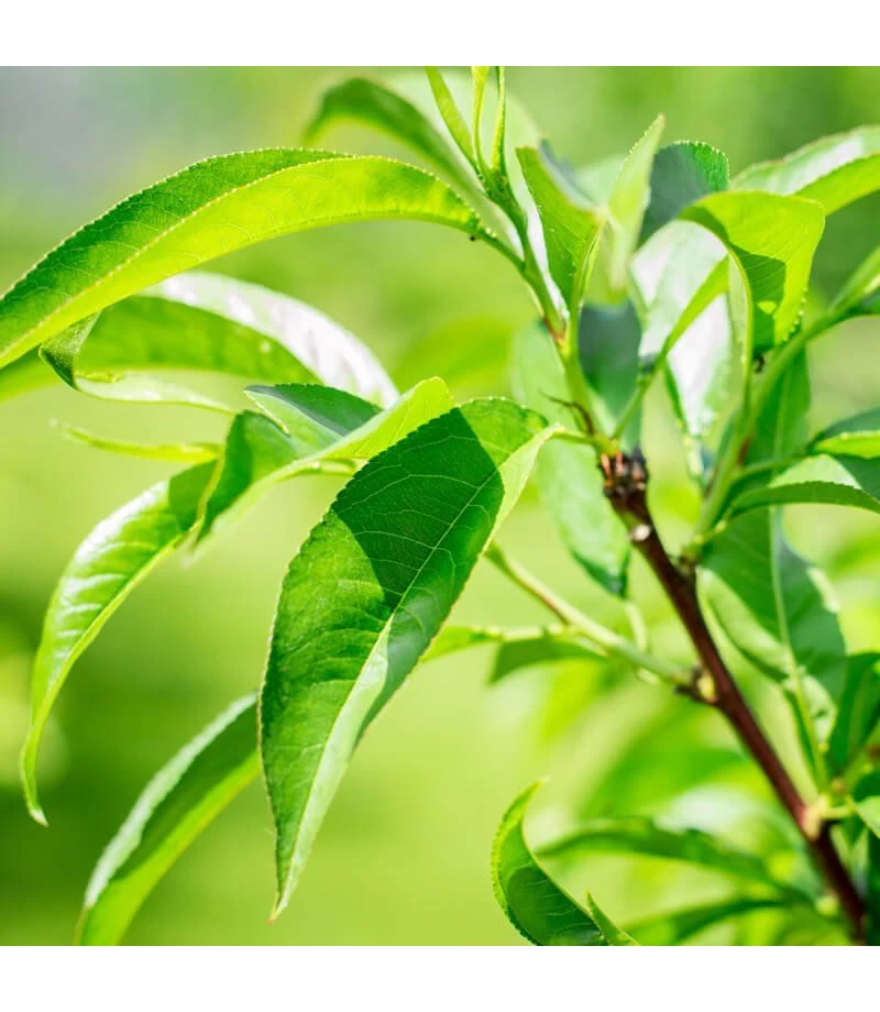 Esenta cu aroma de Eucalipt pentru sauna 400 ml - Harvia